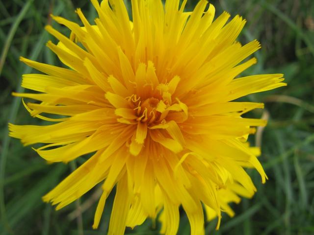 einfach schön diese Blumenpracht hier oben