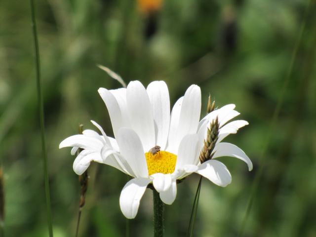 einfach schön diese Blumenpracht hier oben