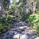 der Wanderweg führt einem durch einen Tannenwald...