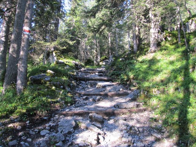 der Wanderweg führt einem durch einen Tannenwald...