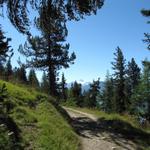 wir sind auf dem richtigen Wanderweg. Dieser Höhenweg führt bis nach Leukerbad und heisst "Walliser Sonnenweg"