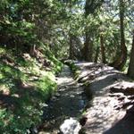 kurz nach der Cave de Colombire, biegt der Höhenweg "Walliser Sonnenweg" in die Bisse de Tsittoret