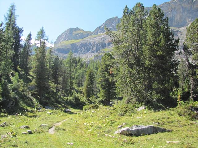 der Wanderweg führt durch einen schönen Arvenwald