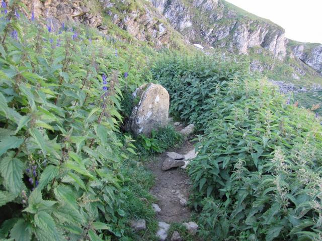 der Wanderweg ist von Brennesseln überwuchert