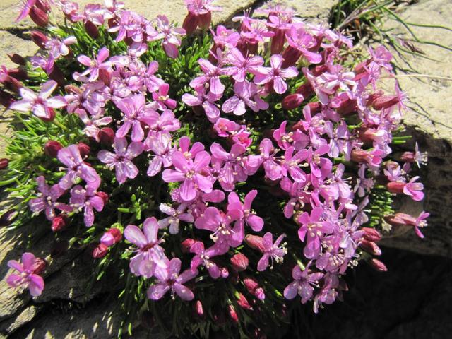 und trotzdem können in dieser harten Umbegung Blumen gedeihen