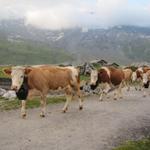 auf der Engstligenalp geht zur gleicher Zeit der Alpabzug über die Bühne