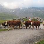 der Alpabzug von der Engstligenalp ist berühmt. Ein grosser Menschenauflauf ist im gange