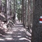 nach vielen Tagen wandern wir wieder durch Wälder