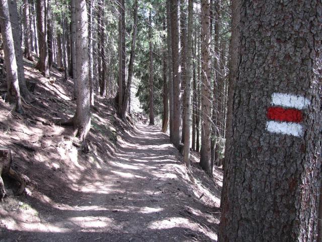 nach vielen Tagen wandern wir wieder durch Wälder