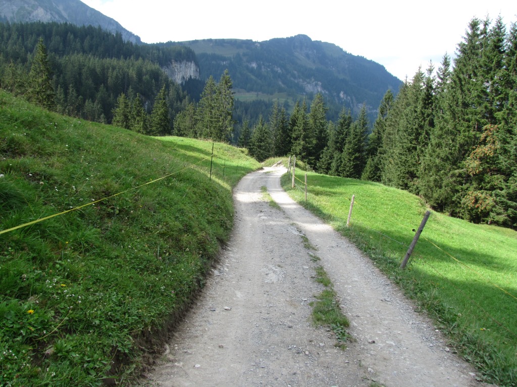 auf einem breiten Forstweg wandern wir über das Ammertental abwärts Richtung Stalden