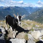 auf dem zweiten Gipfel der Cima della Trosa 1869 m.ü.M. erhalten wir Besuch