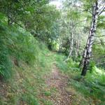 der Weg führt nun durch einen schönen Birkenwald nach Monti di Cortoi