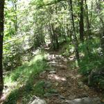 immer wieder ein schönes Erlebniss das Wandern durch einsame Wälder