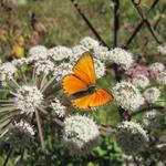 ein schöner Dukatenfalter (Lycaena virgaureae)