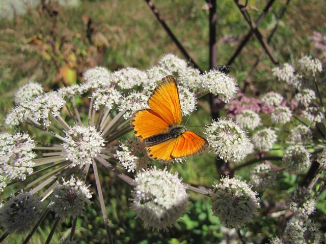 ein schöner Dukatenfalter (Lycaena virgaureae)