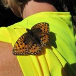 ein Veilchen-Perlmuttfalter (Boloria euphrosyne) hat sich auf die Schulter von Mäusi gesetzt