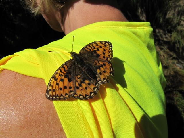 ein Veilchen-Perlmuttfalter (Boloria euphrosyne) hat sich auf die Schulter von Mäusi gesetzt