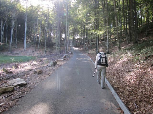 über eine asphaltierte Strasse geht es in den Wald hinein