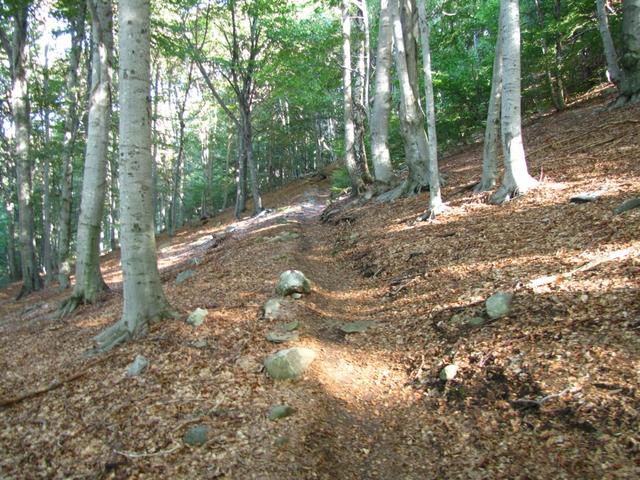 wir tauchen in einen dichten Wald hinein