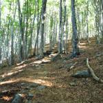 durch den Wald geht es weiter aufwärts Richtung Alpe di Foppiana