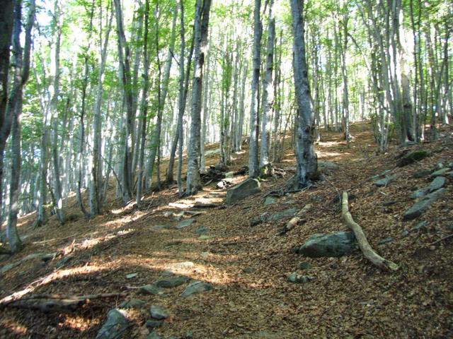 durch den Wald geht es weiter aufwärts Richtung Alpe di Foppiana