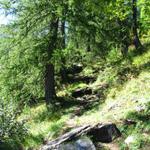 der Weg führt einem durch schöne Lärchenwälder 1495 m.ü.M.