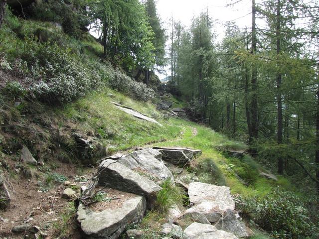 auf dem Weg nach Arossa durchquert man einen schönen Lärchenwald