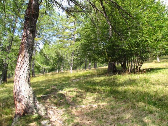 im Wald von Motta di Resna