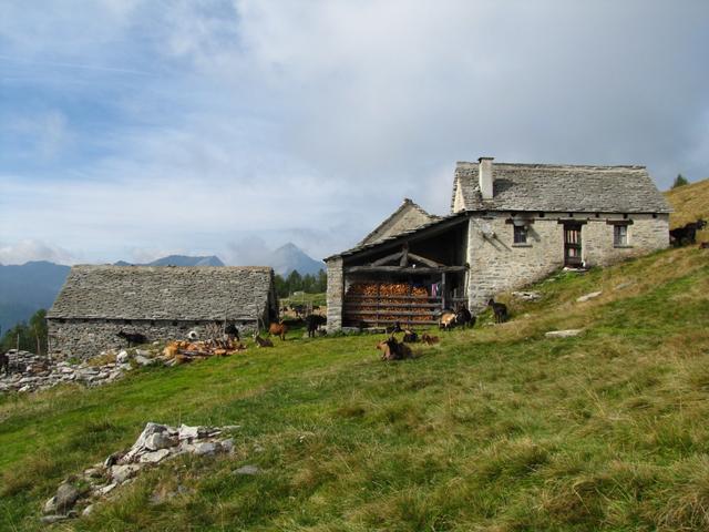 bei den Alpgebäuden auf der Alpe Pesced