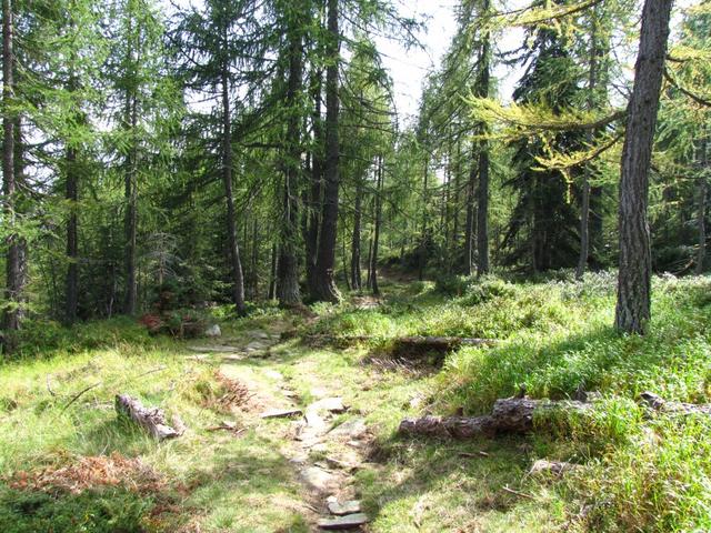 bei Punkt 1669 m.ü.M geht es durch einen dichten Wald