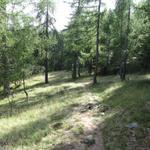 wir haben den schönen Lärchenwald bei Motta di Resna erreicht