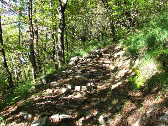 es geht durch einen schattenspendender Wald