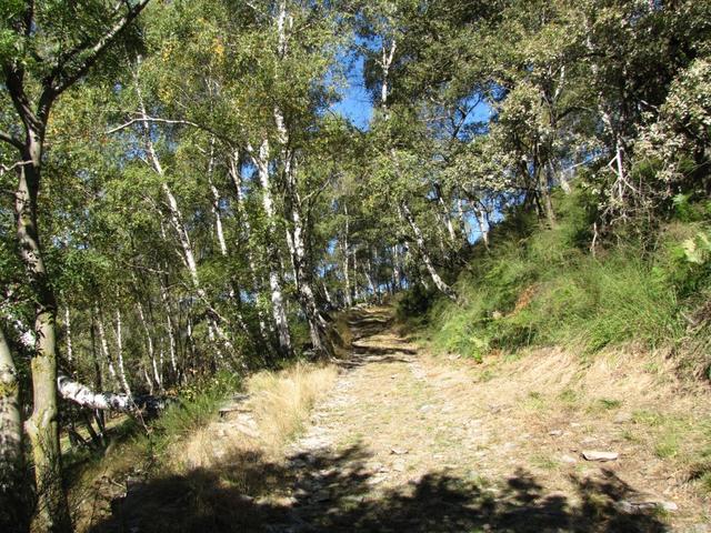 durch einen Birkenwald geht es weiter gemächlich aufwärts