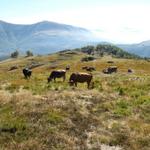 weidende Kühe mit Stier!, mussten vorsichtig umgangen werden