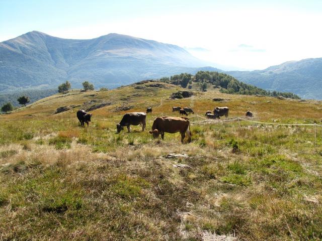 weidende Kühe mit Stier!, mussten vorsichtig umgangen werden