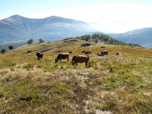 weidende Kühe mit Stier!, mussten vorsichtig umgangen werden