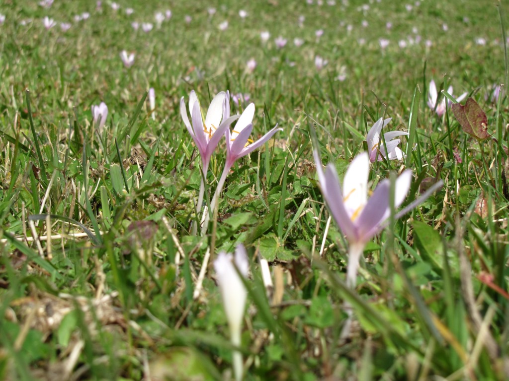 die Wiese ist übersät von der Herbstzeitlose. Schöne Blume aber giftig