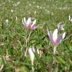 die Wiese ist übersät von der Herbstzeitlose. Schöne Blume aber giftig