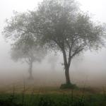 dicker Nebel umhüllt uns