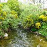 der Bach führt viel Wasser. Es hat heute nur einmal geregnet und zwar den ganzen Tag