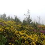 wir laufen durch eine wunderschöne Heide- und Strauchlandschaft