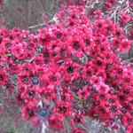 tausende von kleinen roten Blumen