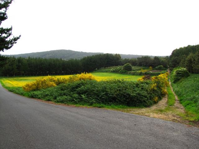 eine ganze Wiese übersät mit gelben Blumen