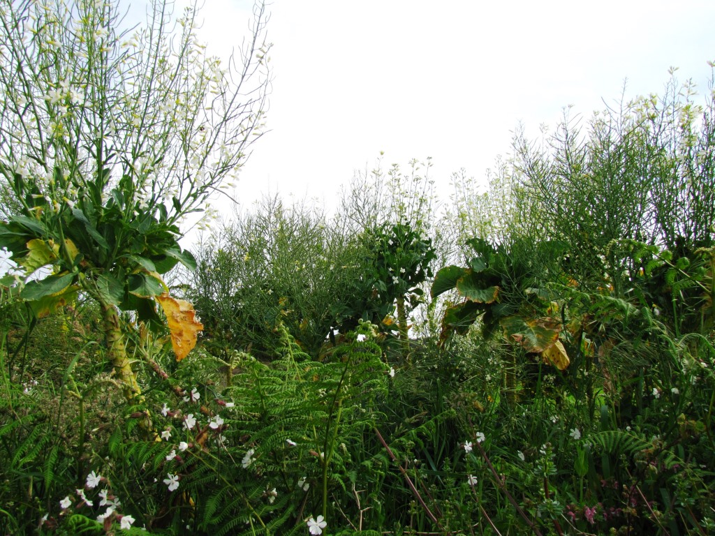 überall sind die Pflanzen zu sehen, mit denen man den orujo de hierbas herstellt