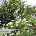 Zitronenbäume und Margeriten erfreuen das Auge