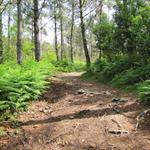 der Weg führt durch schöne einsame Wälder