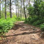 der Weg führt durch schöne einsame Wälder