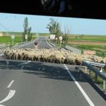 kleiner ungeplanter Zwischenhalt. Hunderte von Schafen durchqueren die Strasse