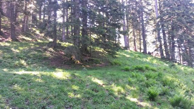 praktisch der ganze Weg führt durch den Wald