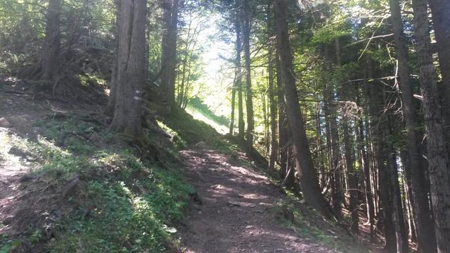 der Weg führt oft über Wurzeln und steile Waldstücke. Bei Nässe matschig und rutschig